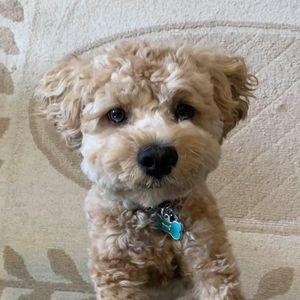 Meet your Posher, Susan